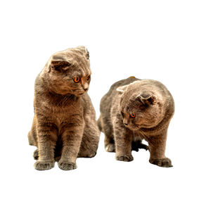 Two British Shorthair Cats With Plush Fur And Yellow Eyes Sitting Indoors. 18048 - Cat PNG image with transparent background